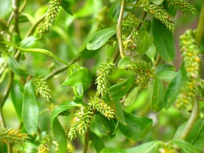 Salix babylonica - بید مجنون